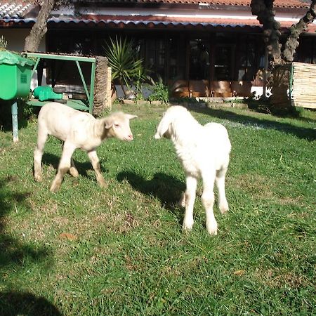 Agriturismo La Vecchia Dolceacqua Villa Ngoại thất bức ảnh
